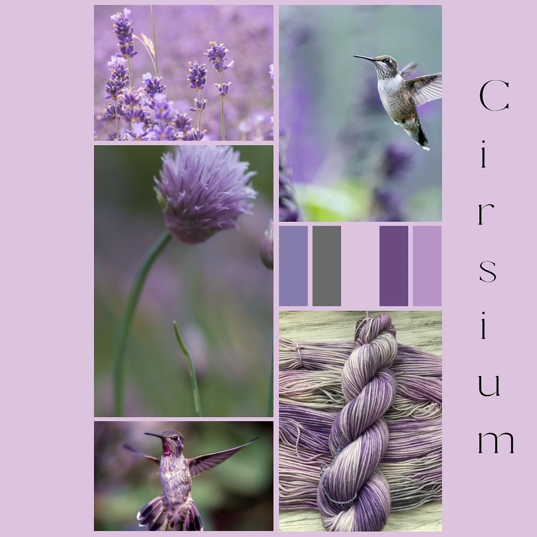 Cirsium